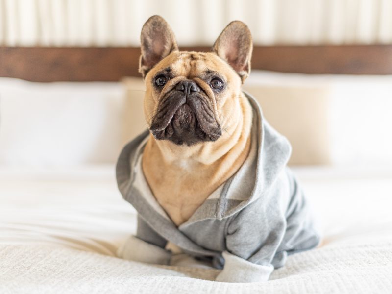 Pug wearing a sweater