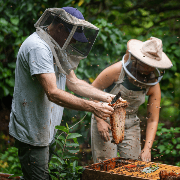 Natural beekeeping