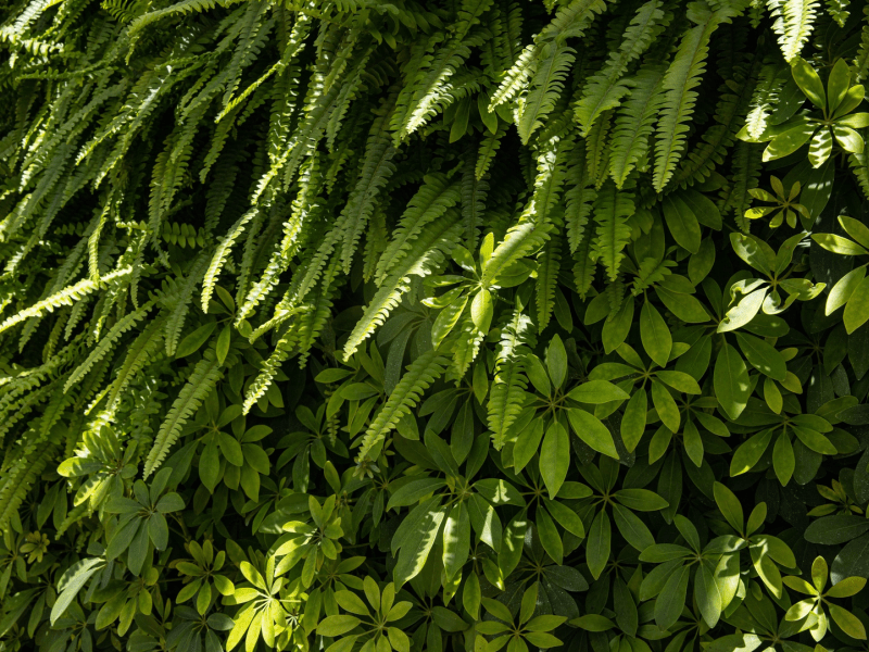 Decorative Ferns leafs 