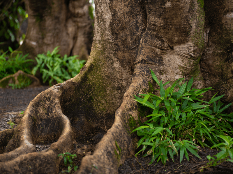 Roots stemming from a tree