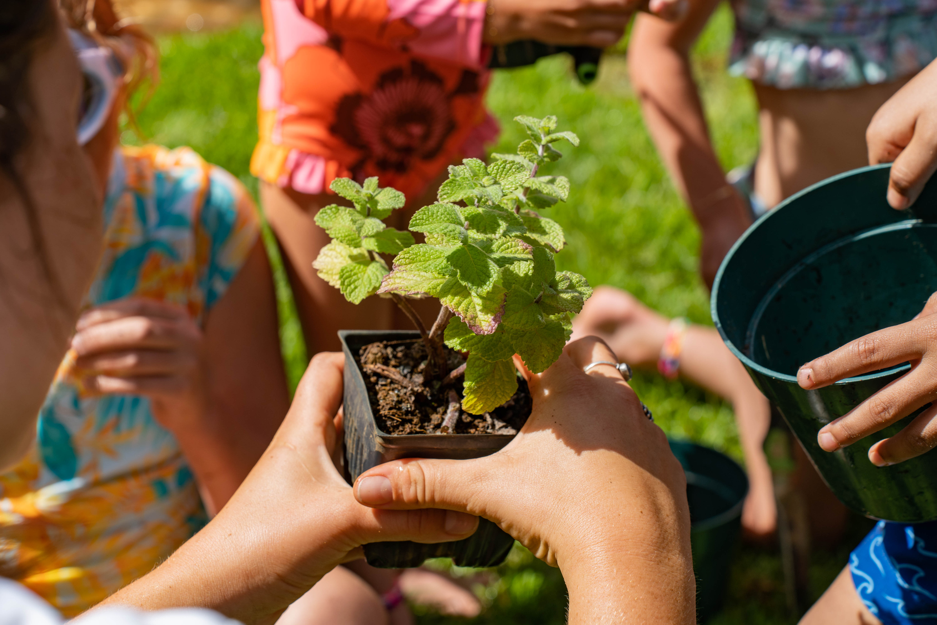 Seedlings Workshop