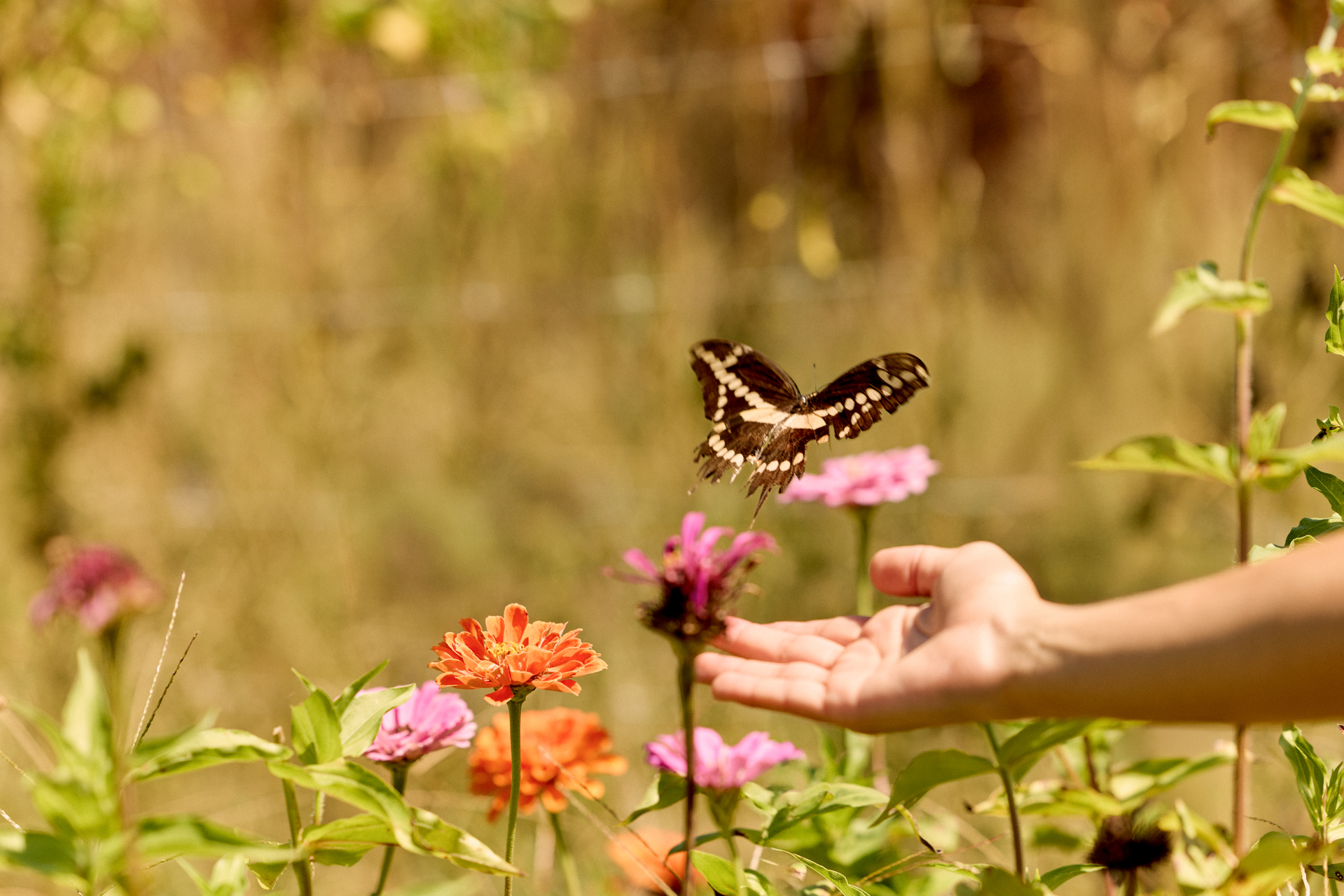 Hand with flowers and butterfly