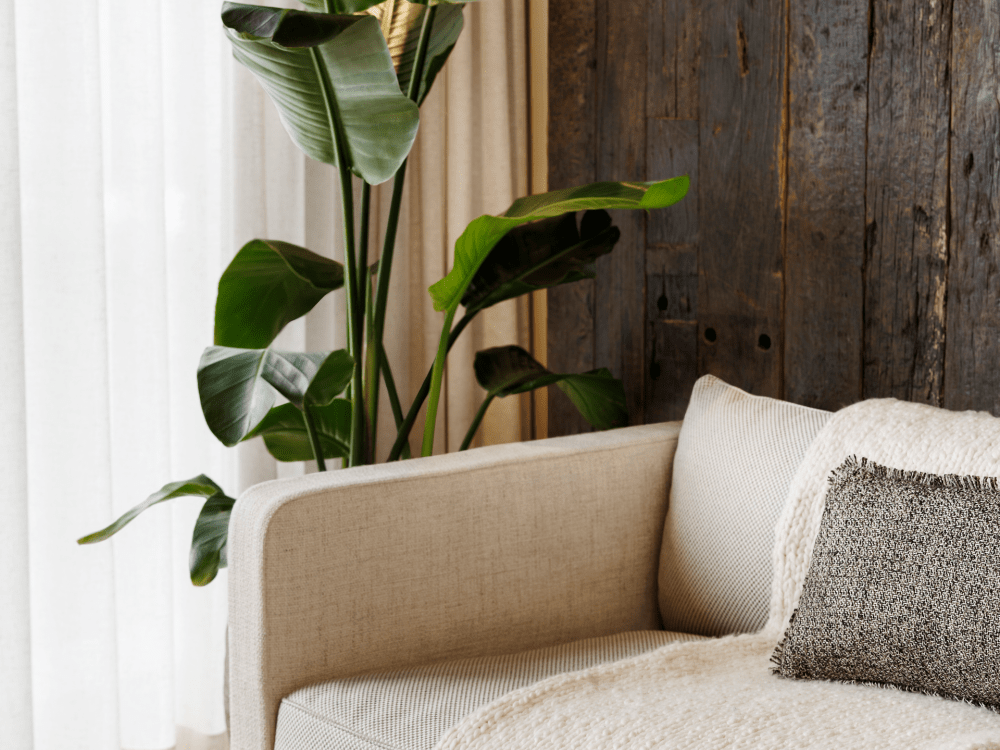 큰 식물 옆에 담요가 있는 흰색 소파