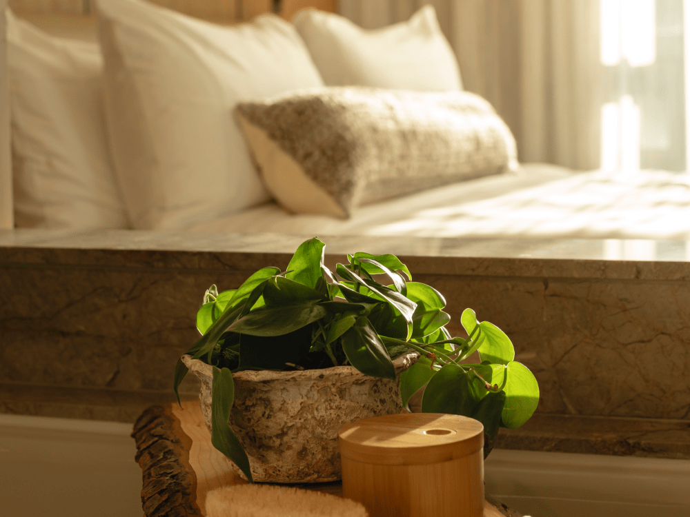 Plante sur la table de nuit