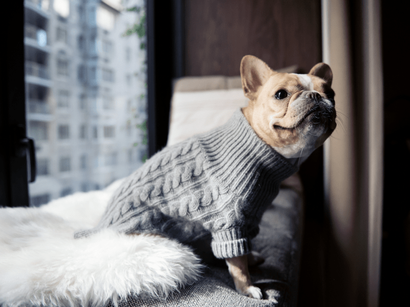 A dog sitting on a bed wearing a knitted sweater