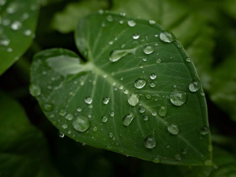 Medicina vegetal