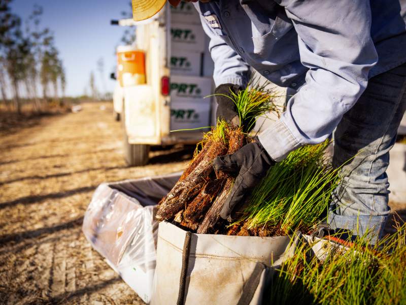 Arbor Day Foundation