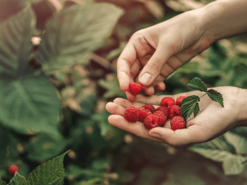 Fruit in hand