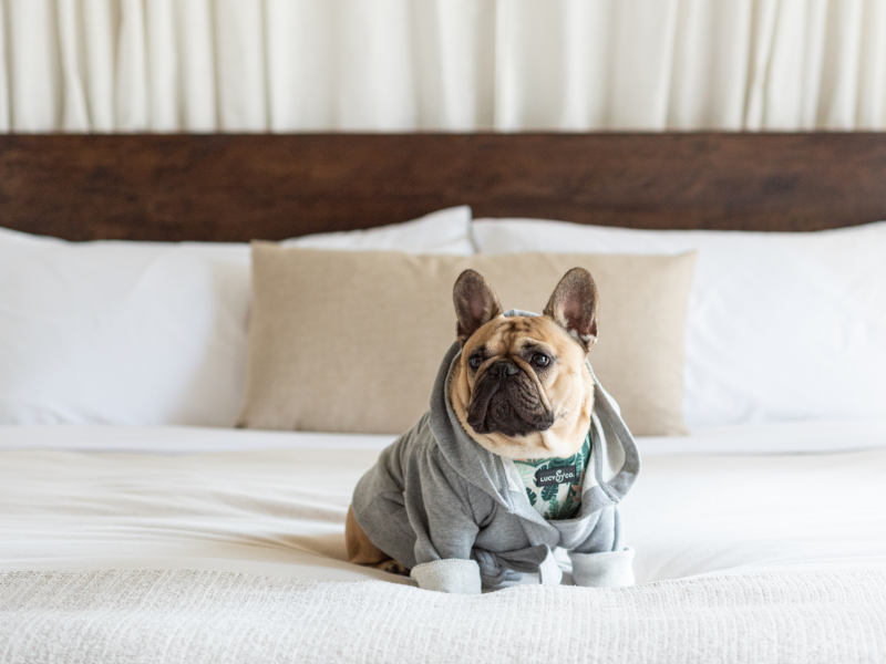 Dog wearing a sweater on a bed