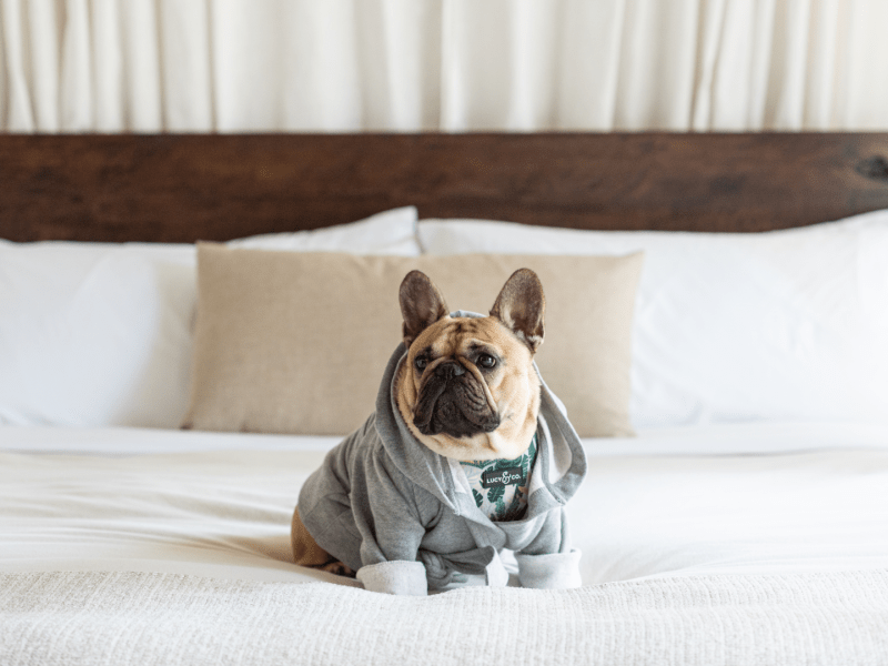 Dog wearing a sweater on a bed