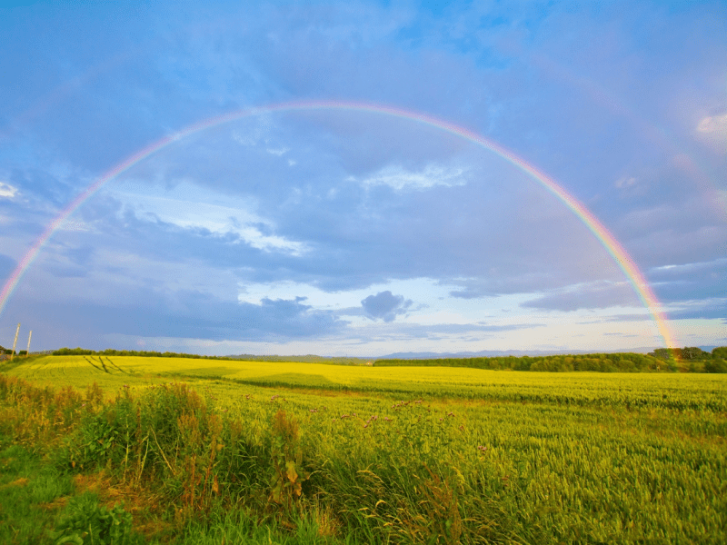 A rainbow extends over a green yellow field with blue skies