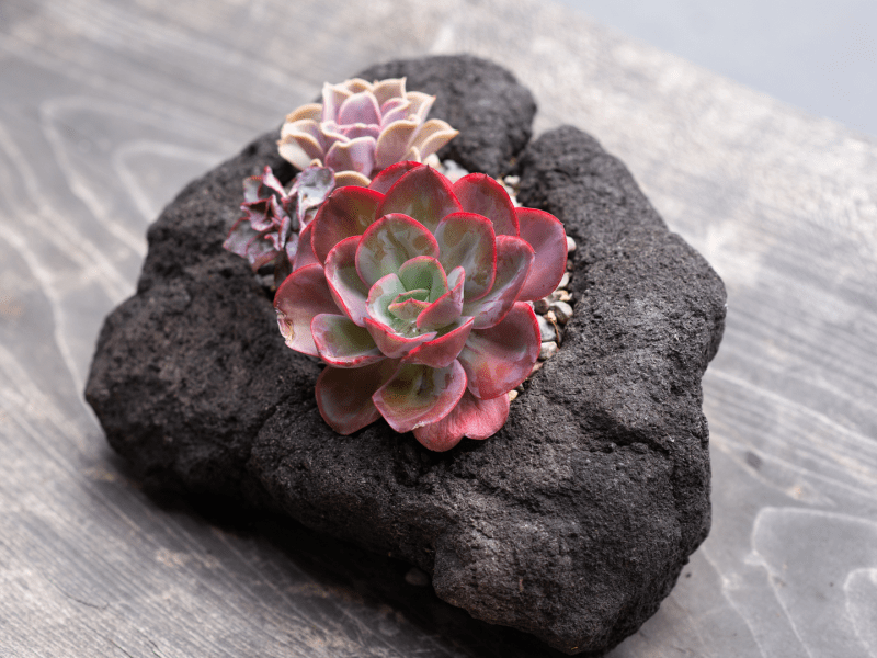 Red succulent plant resting on a black rock