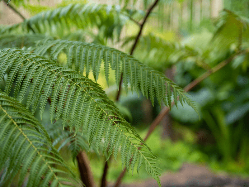 Ferns