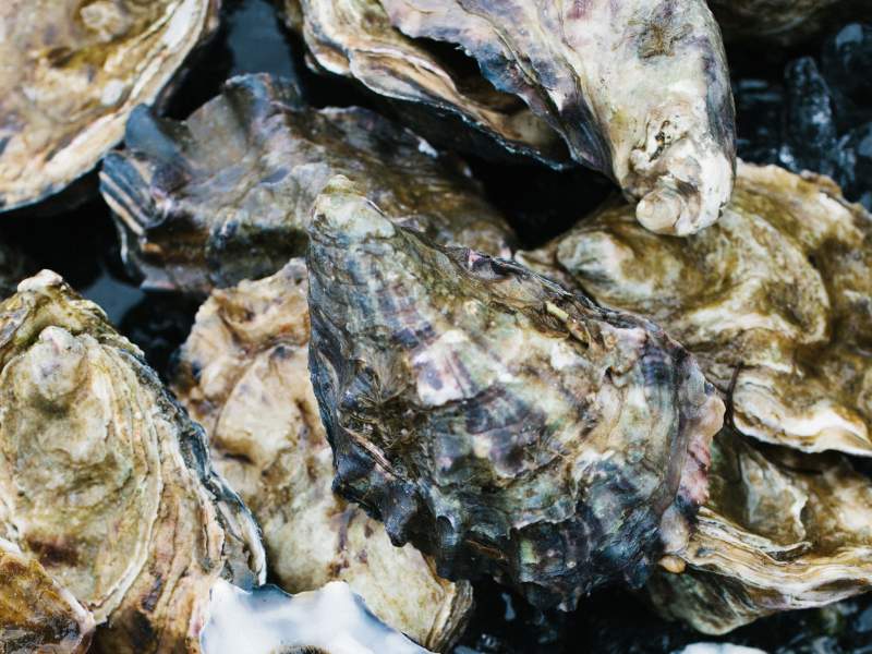 Oysters