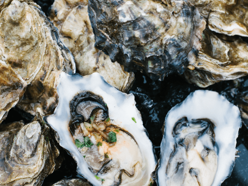 Oysters