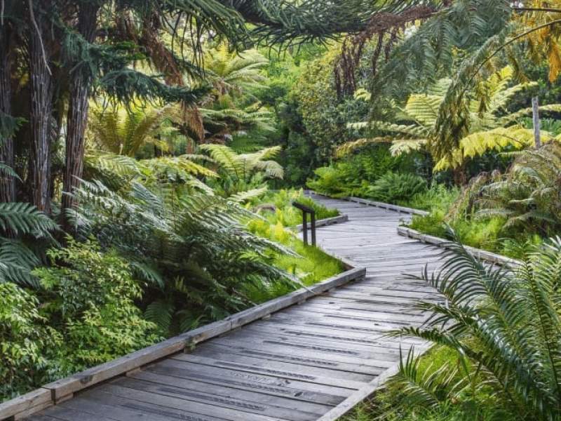 Trees in the forest covered in fog