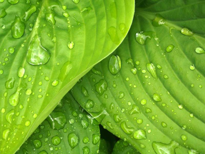 Plantes vertes avec rosée