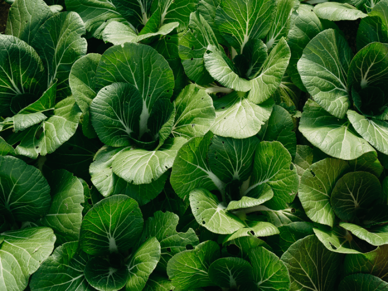 Bunches of bok choy