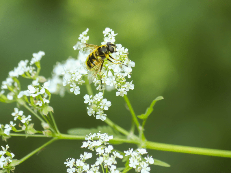 a bee