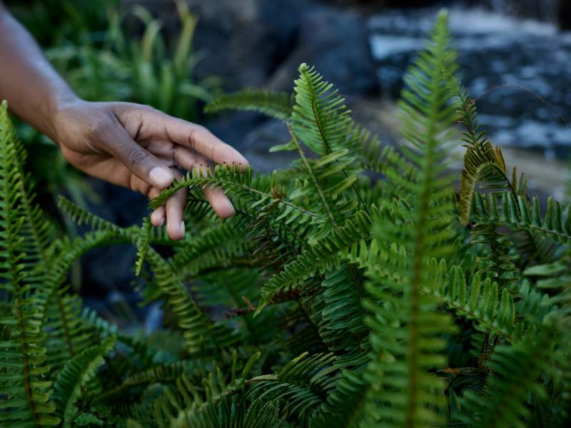Aloha Botanical Tour 