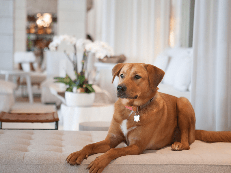 A dog sitting on a bench