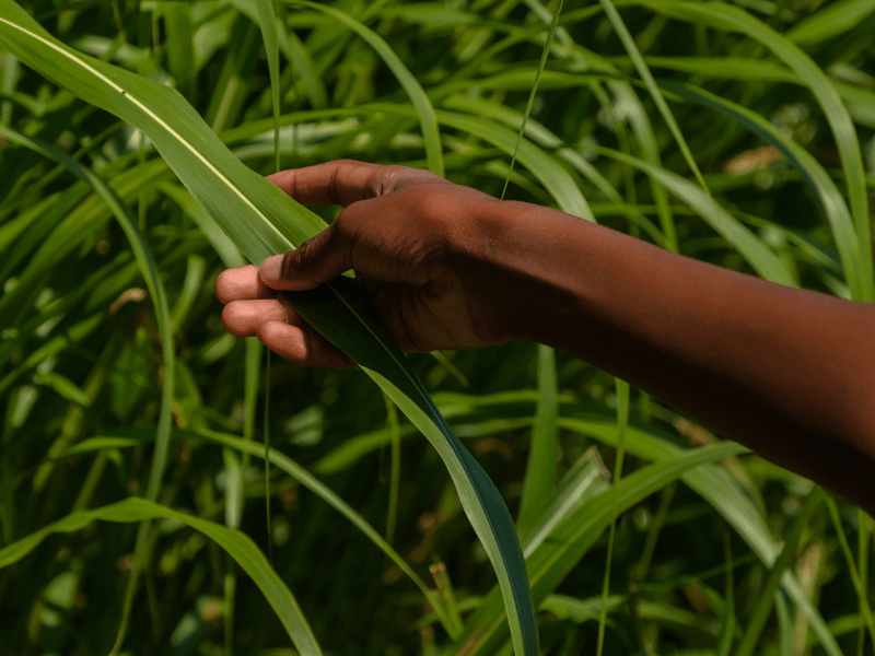 Hand touching grass