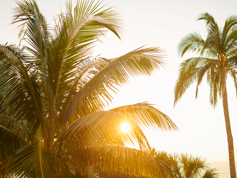 Palm trees in the sunrise