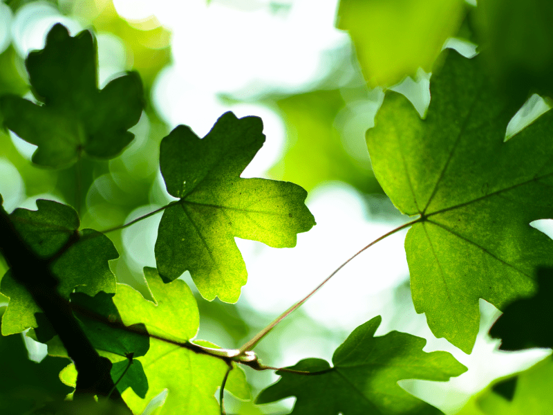 Tree leaves