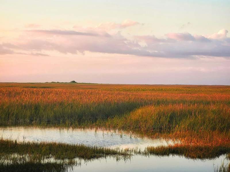 Swamp with grass and water