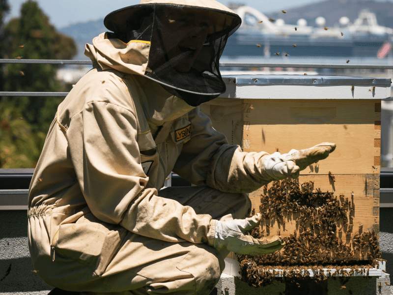Beekeeper tending to bees