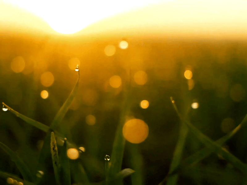 dew drops on grass blades during sunrise
