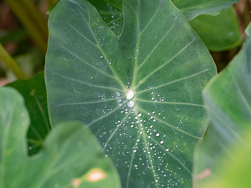 leaf