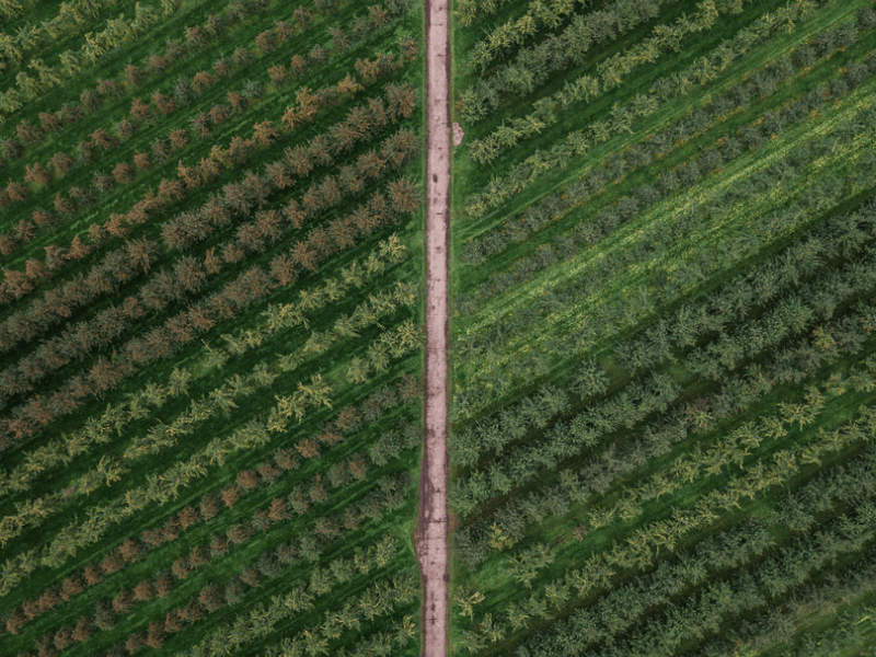 Birds eye view of a field with a road in the middle