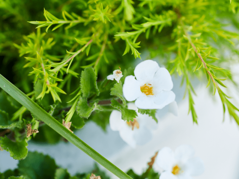 White flowers