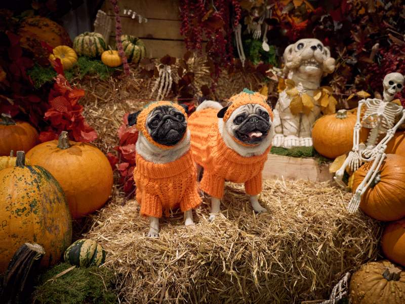 Halloween pour chiens