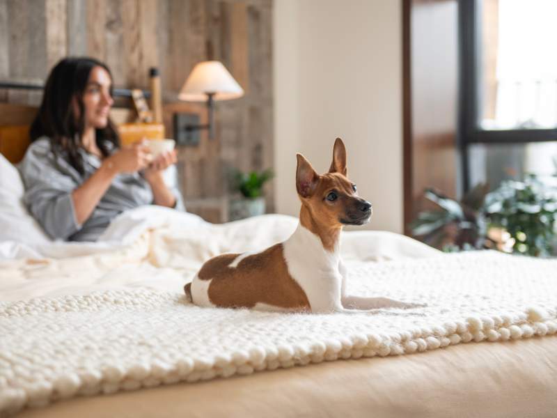 A dog sitting on the end of a bed 