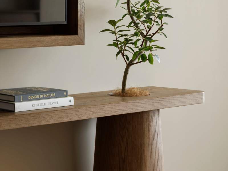 Plante succulente sur le comptoir de la télévision