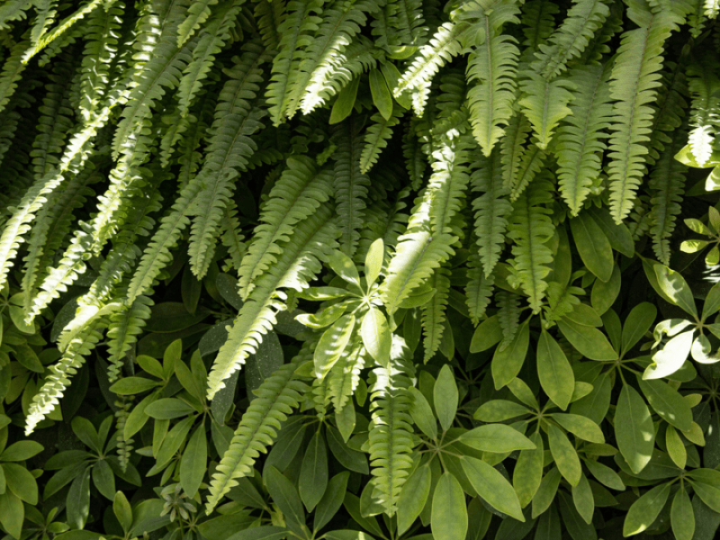 Plants