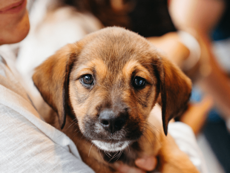 Puppies in Woman's Arms