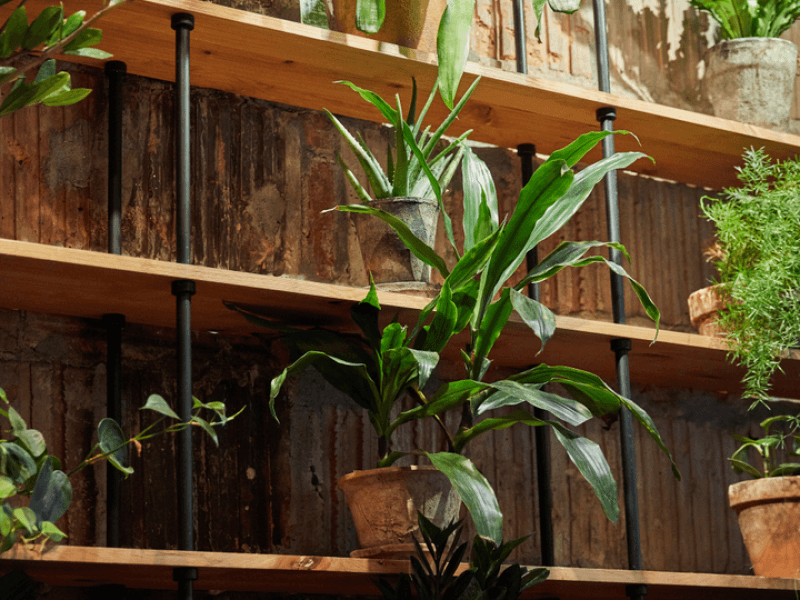 bookshelf of different plants