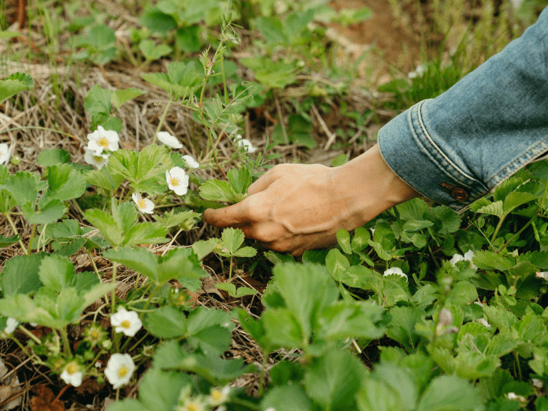 Woman tending to garden