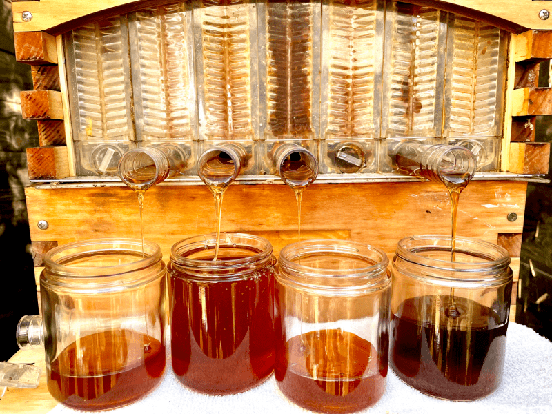 Four jars getting honey poured in