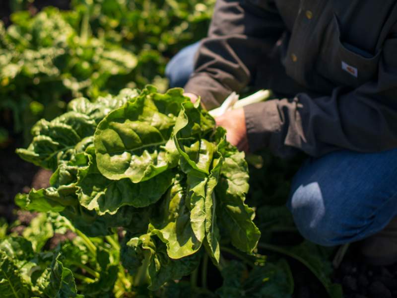 Person tending to a plant in a garden