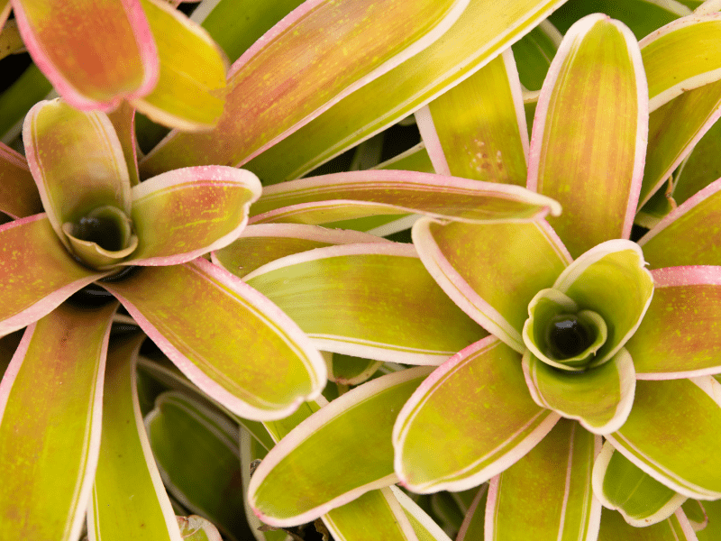 bromeliad plants