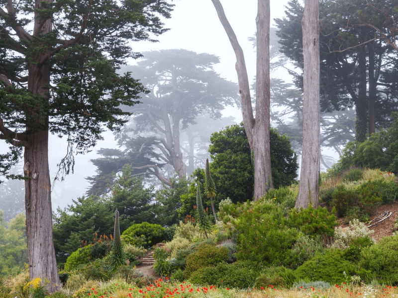 Trees in the forest covered in fog