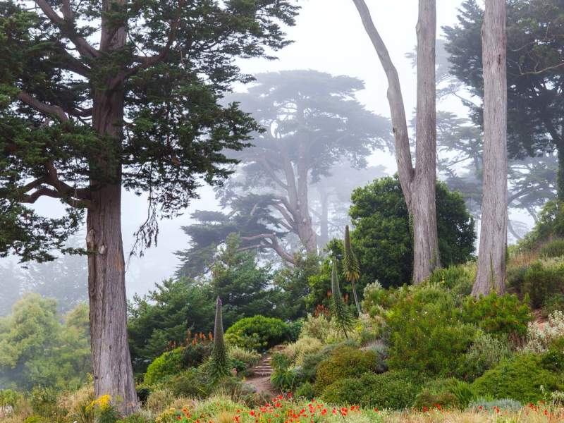 Trees in the forest covered in fog