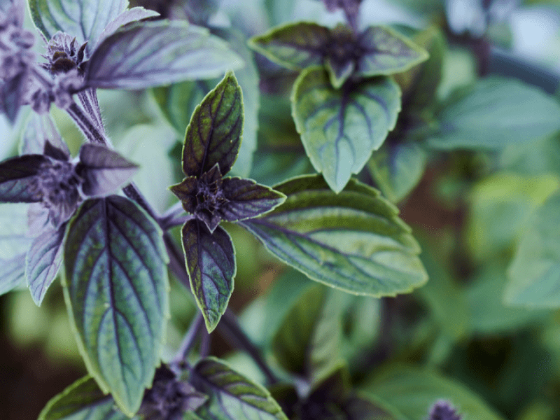 Close up shot of African Blue Basil