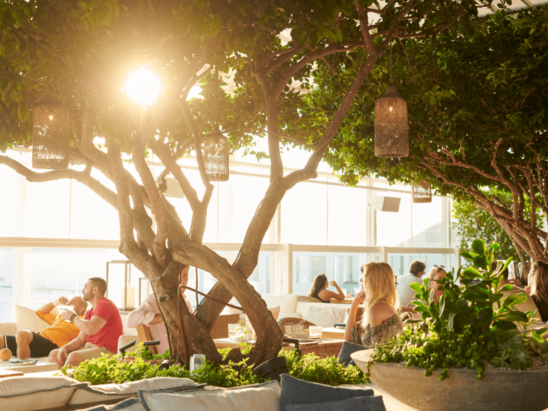 People sitting underneath trees with lanterns hanging in them