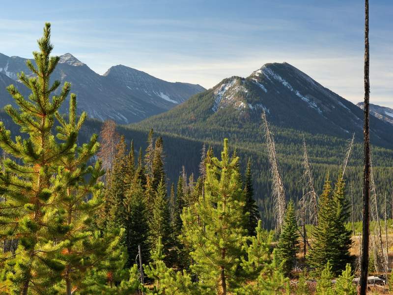 Arbor Day Foundation