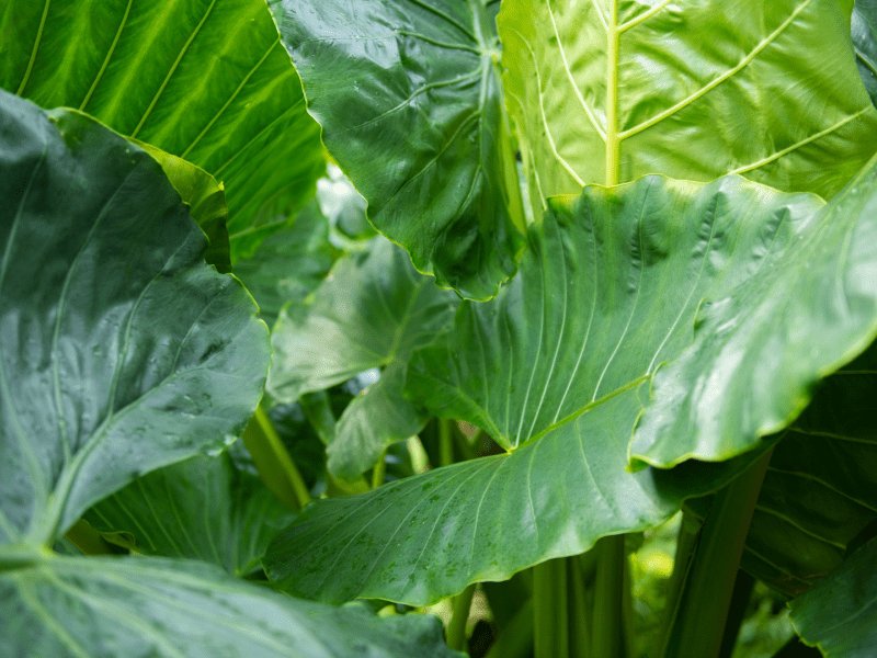 Green leaves